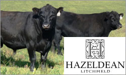 Hazeldean Autumn Bull & Female Sale
