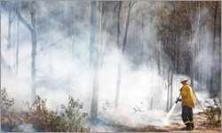 Bushfire crisis costing Queensland and northern NSW millions