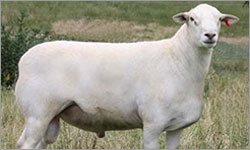 The Australian White Sheep Breed