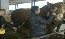 World's Largest Bull Found In China