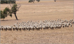 Sheep Numbers On Decline In WA