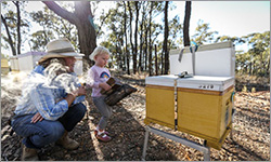 Chalkbrood fungal disease on the rise in Australian beehives