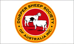 Dorper Sheep Australia