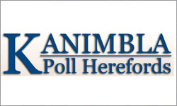Kanimbla Poll Herefords